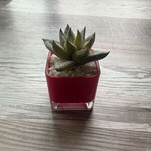 Fake Sparkly Succulent Potted Plant in Red Square Container, Draught Resistant